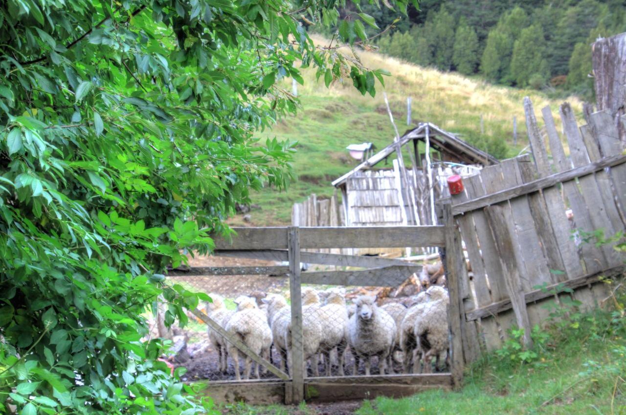 Turismo Rural Los Alpes Futaleufú Eksteriør bilde